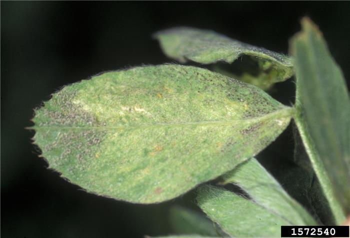 سفیدك كرك دار  (Downy mildew)